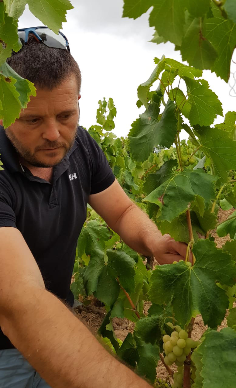 Ignasi Seguí, winemaker and owner of Vinyes Singulars, picking grapes.