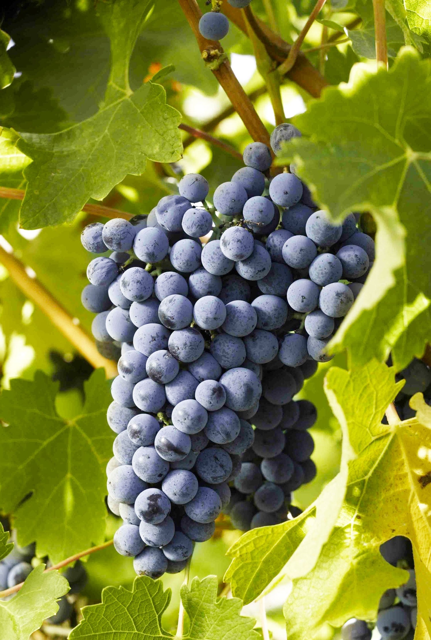Cabernet Sauvignon Grape