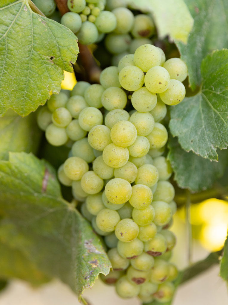 Chardonnay grape