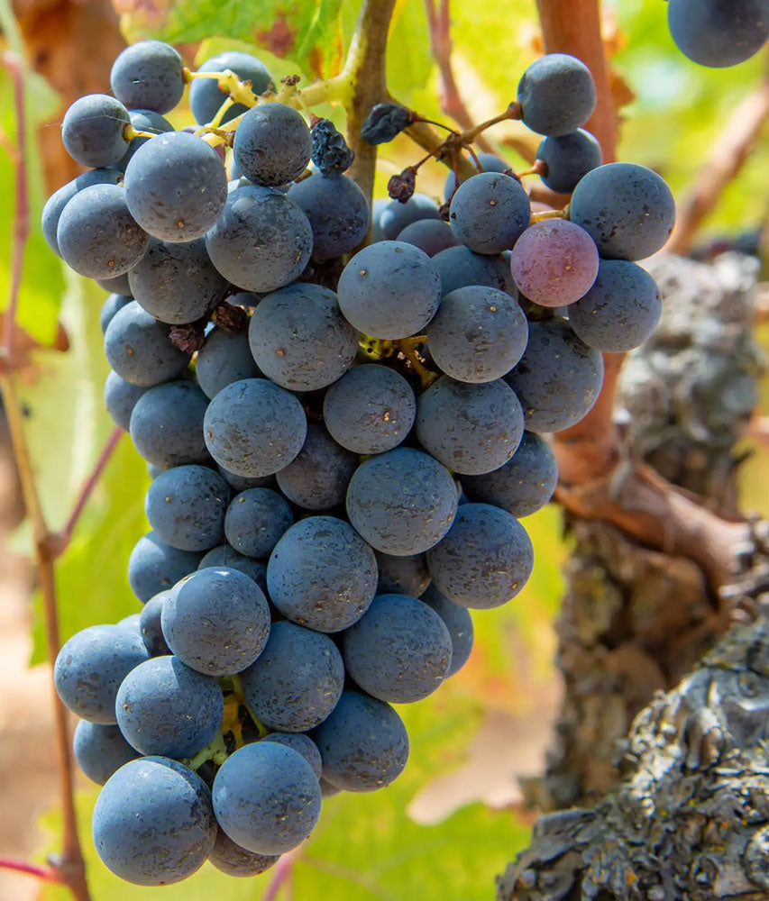 Cinsault Grape