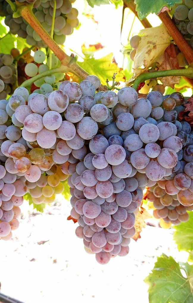 Garnacha Gris Grape