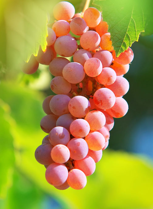Pinot Gris Grape