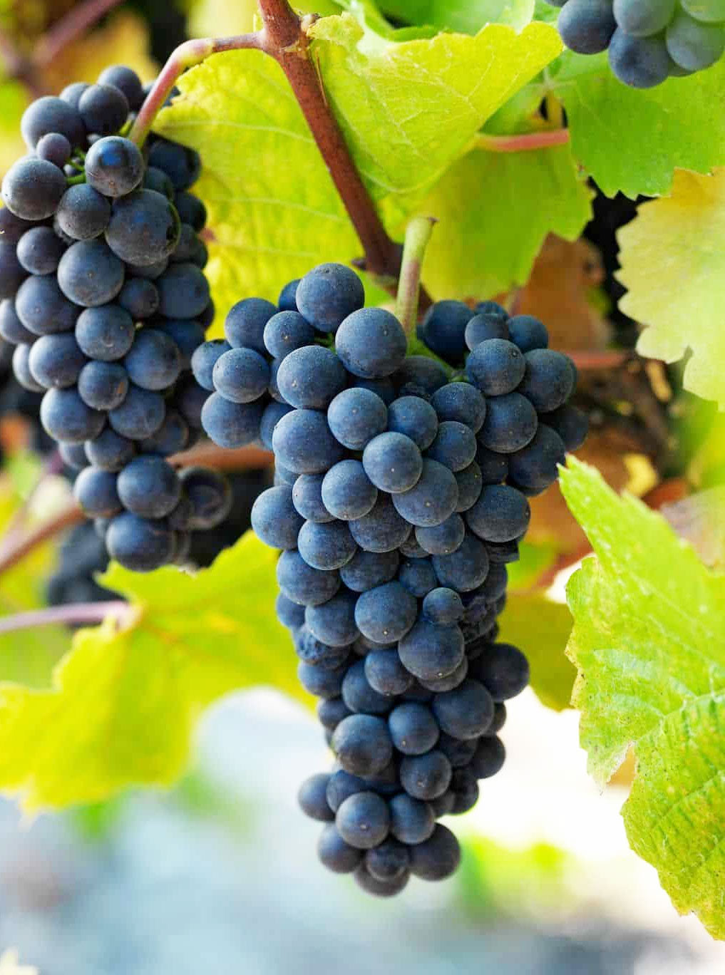 Pinot Noir Grape
