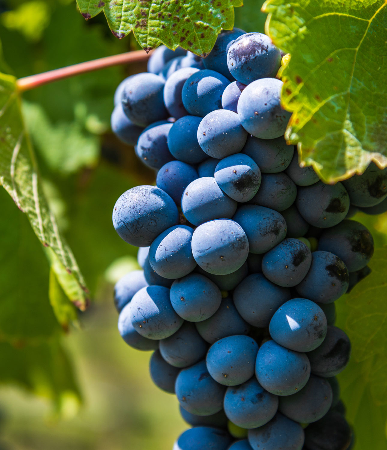 Red Grenache Grape