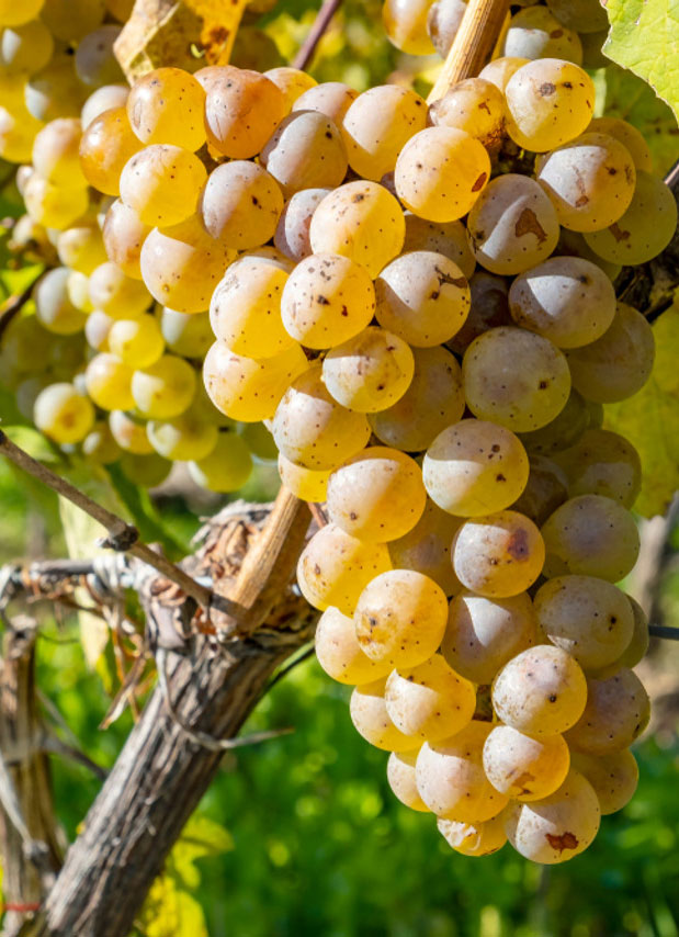 Riesling Grape