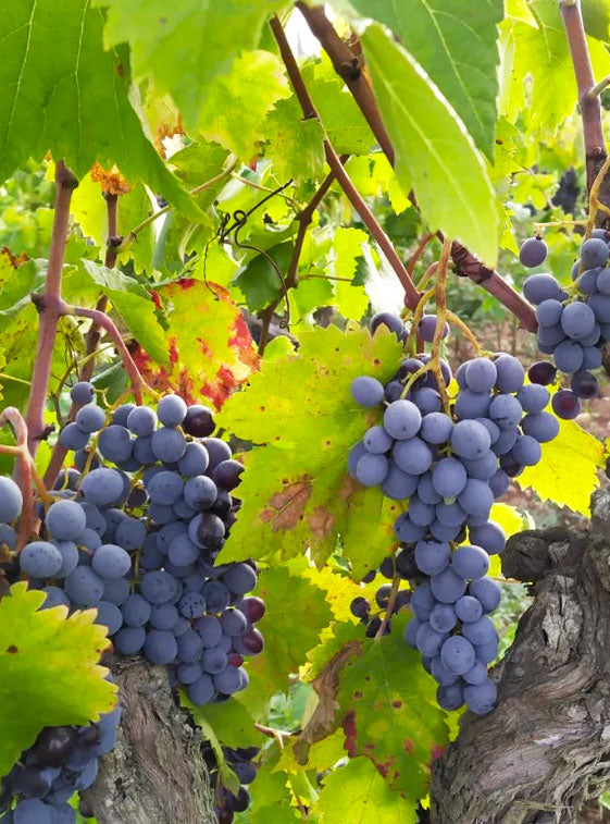 Sumoll Grape