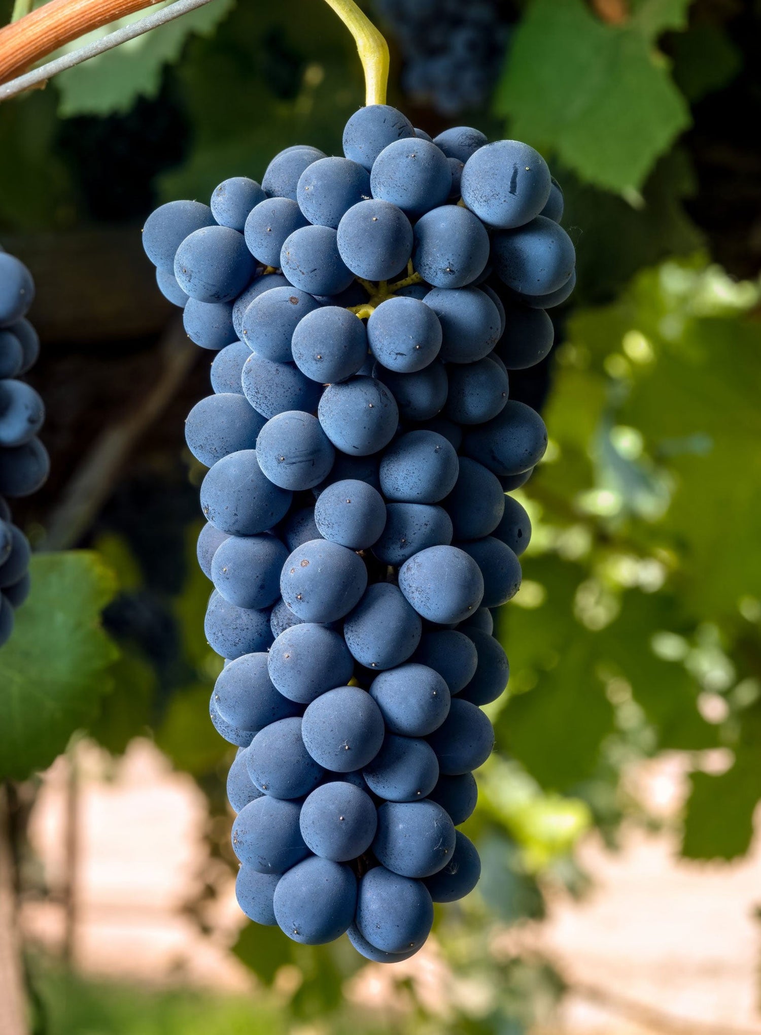 Syrah grape