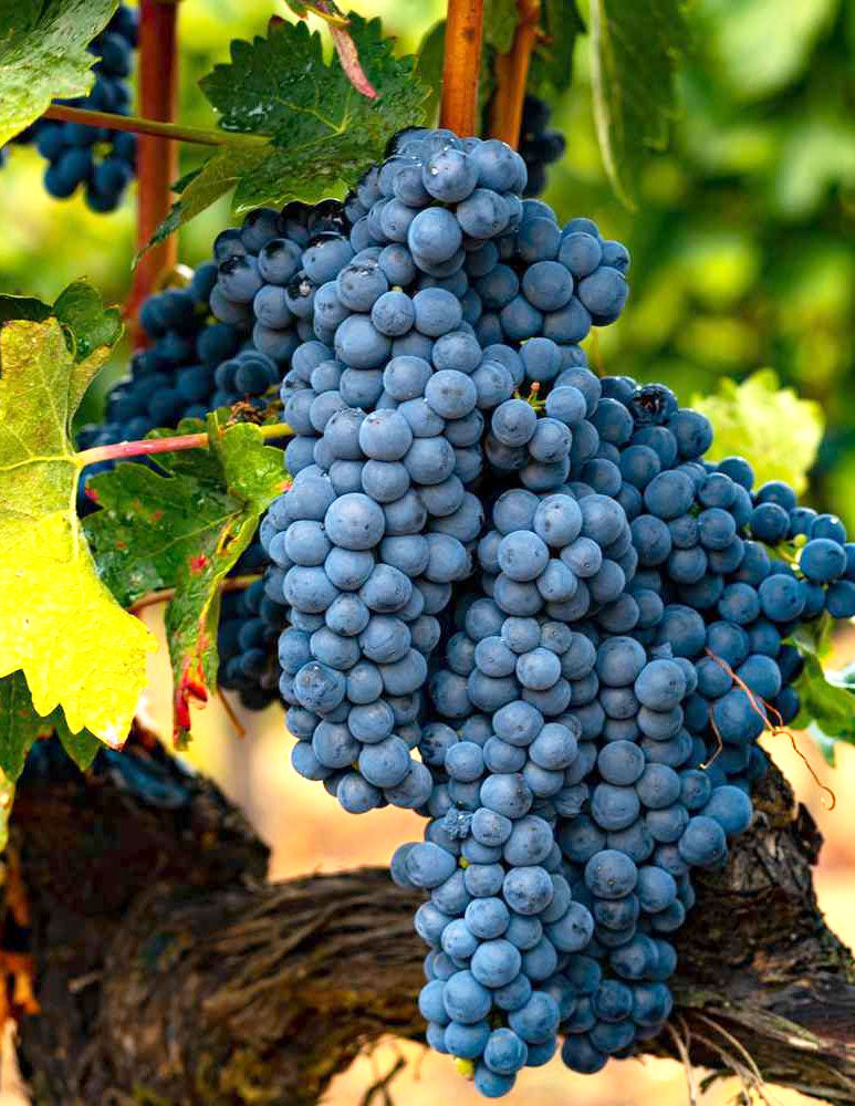 Tempranillo Grape