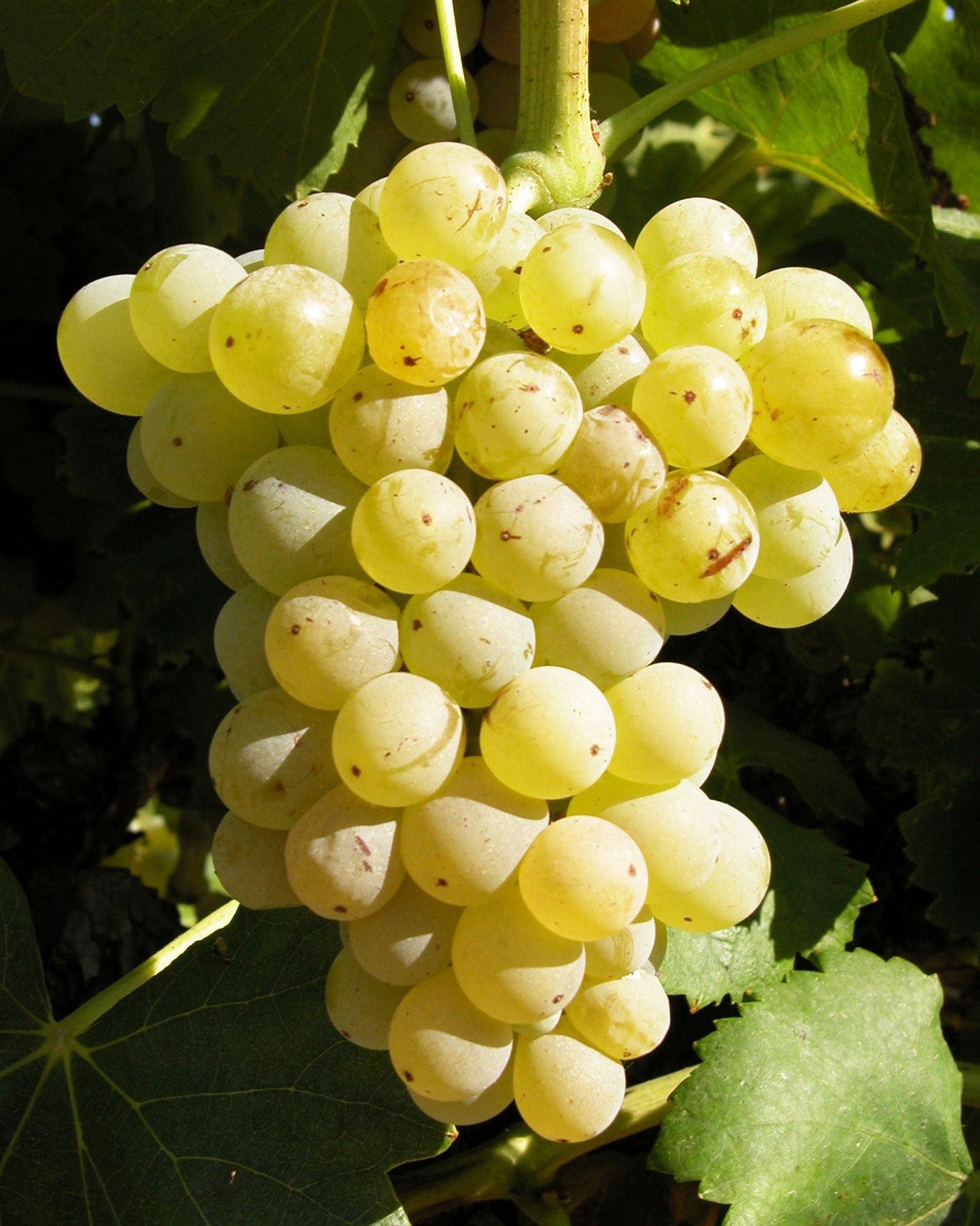 White Grenache
