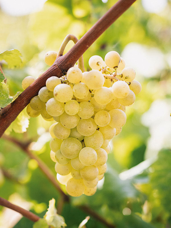 Xarel·lo Grape
