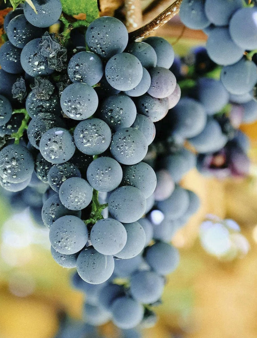 Carignan Grape